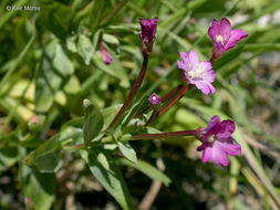 Image of glaucus willowherb