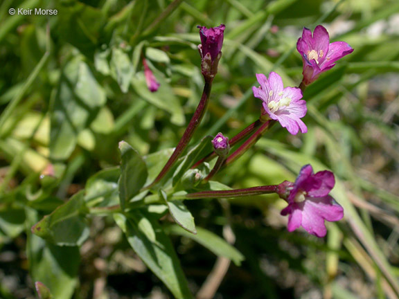 Image of glaucus willowherb