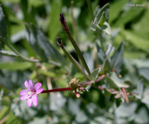 Image of glaucus willowherb