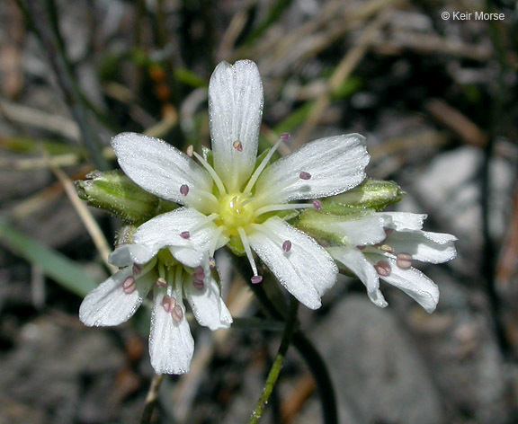 Image of Crater Lake sandwort