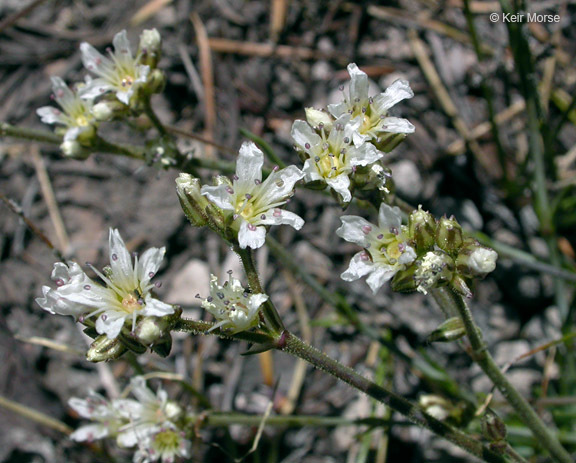 Image of Crater Lake sandwort