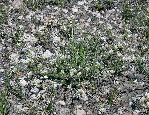 Image of Crater Lake sandwort