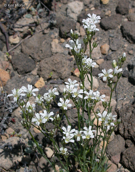 Image of Crater Lake sandwort