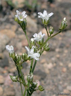 Image of Crater Lake sandwort