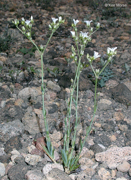 Image of Crater Lake sandwort