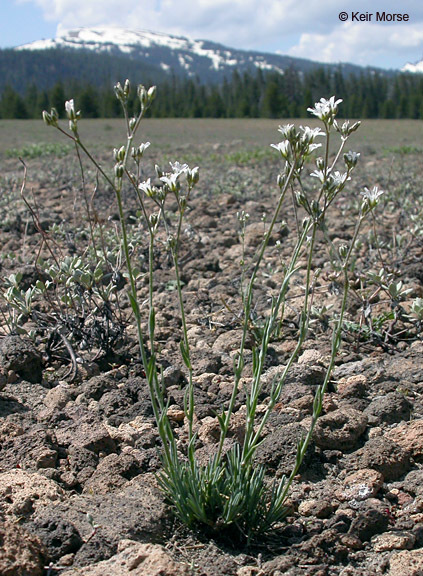 Image of Crater Lake sandwort