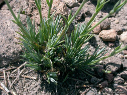 Image of Crater Lake sandwort