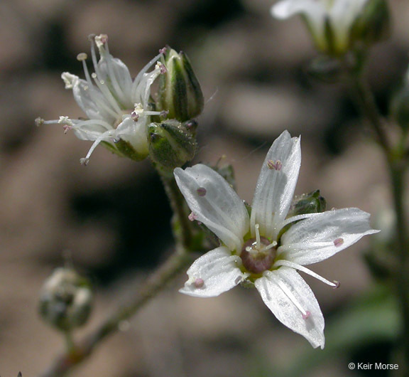 Image of Crater Lake sandwort