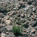 Image of Crater Lake sandwort