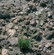 Image of Crater Lake sandwort