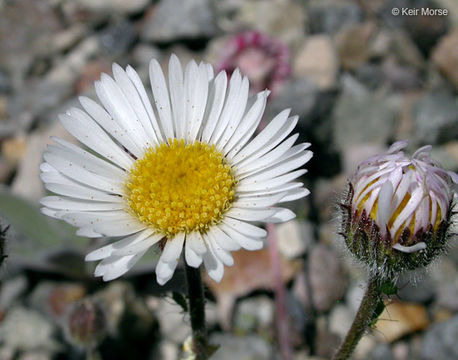 Image of cutleaf daisy