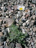 Image of cutleaf daisy