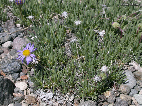 Image de Erigeron elegantulus Greene