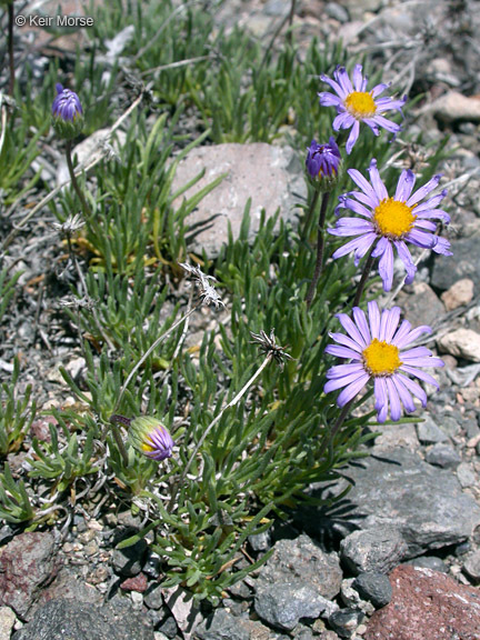 Image of blue dwarf fleabane