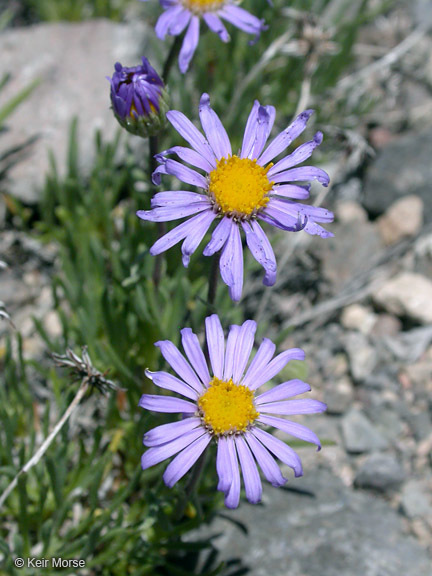 Image de Erigeron elegantulus Greene