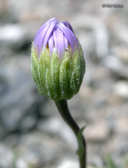 Image de Erigeron elegantulus Greene