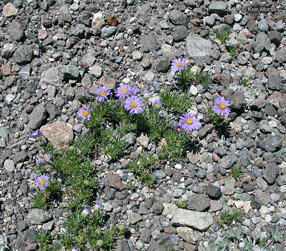 Image de Erigeron elegantulus Greene