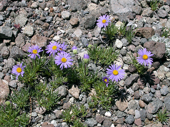 Image de Erigeron elegantulus Greene