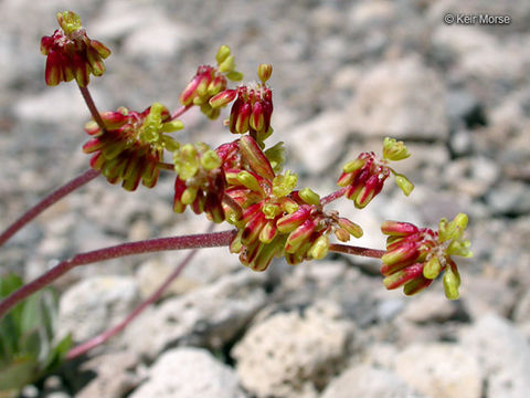 Image of <i>Eriogonum <i>marifolium</i></i> var. marifolium