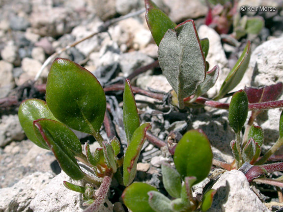 Image of <i>Eriogonum <i>marifolium</i></i> var. marifolium