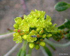 Image of <i>Eriogonum <i>marifolium</i></i> var. marifolium