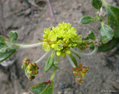 Image of <i>Eriogonum <i>marifolium</i></i> var. marifolium