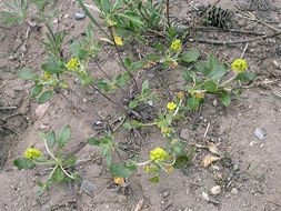 Image of <i>Eriogonum <i>marifolium</i></i> var. marifolium