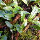 Image of clubmoss snakefern