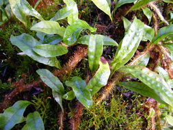 Image of clubmoss snakefern