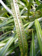 Image of narrow strapfern