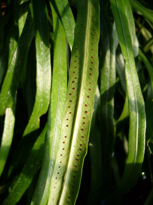 Image of narrow strapfern