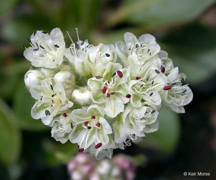 Image of Shasta buckwheat