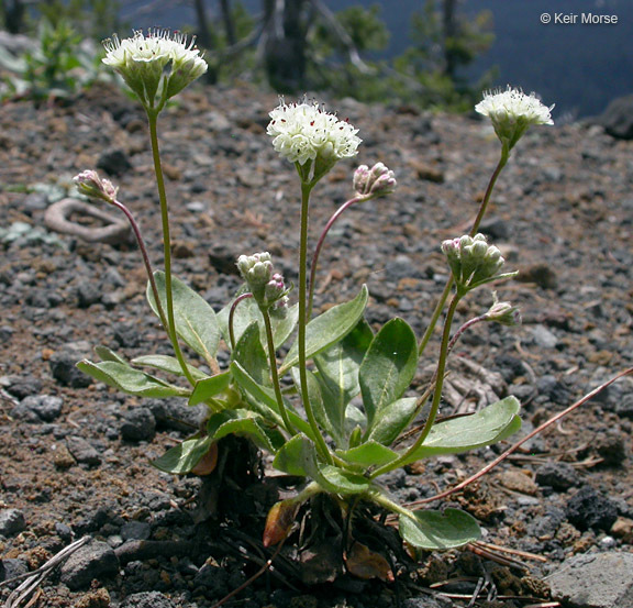 Image of Shasta buckwheat