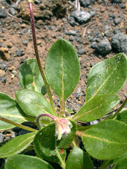 Image of Shasta buckwheat