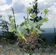 Image of Shasta buckwheat