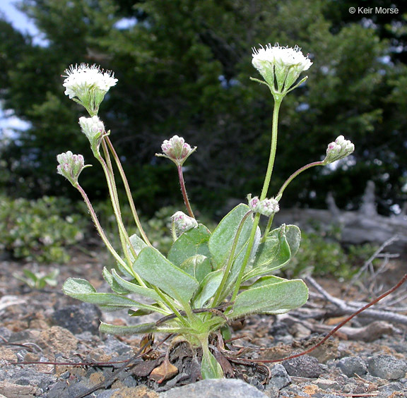 Image of Shasta buckwheat