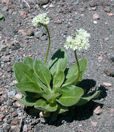 Image of Shasta buckwheat