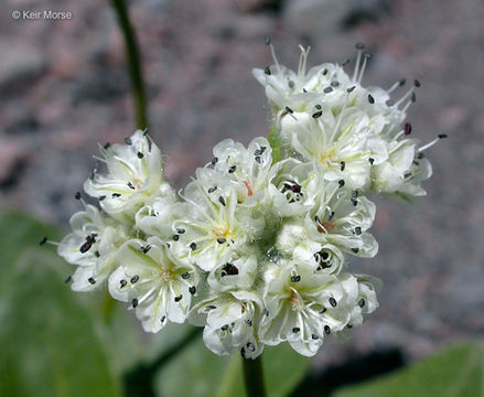 Image of Shasta buckwheat