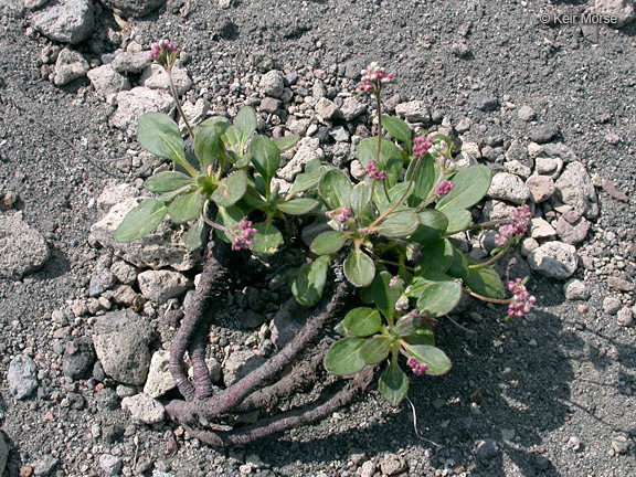 Image of Shasta buckwheat