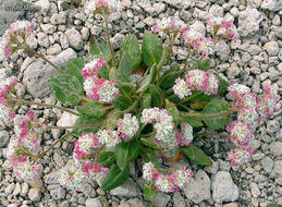 Image of Shasta buckwheat