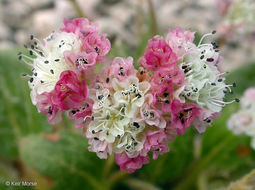 Image of Eriogonum pyrolifolium var. coryphaeum Torrey & A. Gray