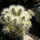 Image of thistle cholla