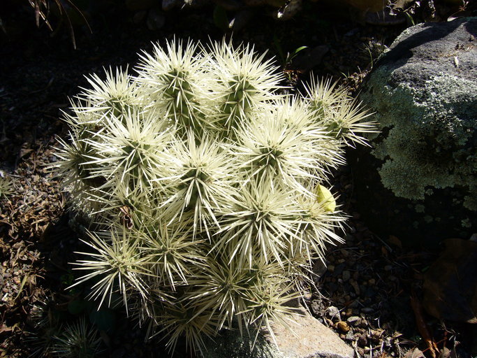 Image of thistle cholla