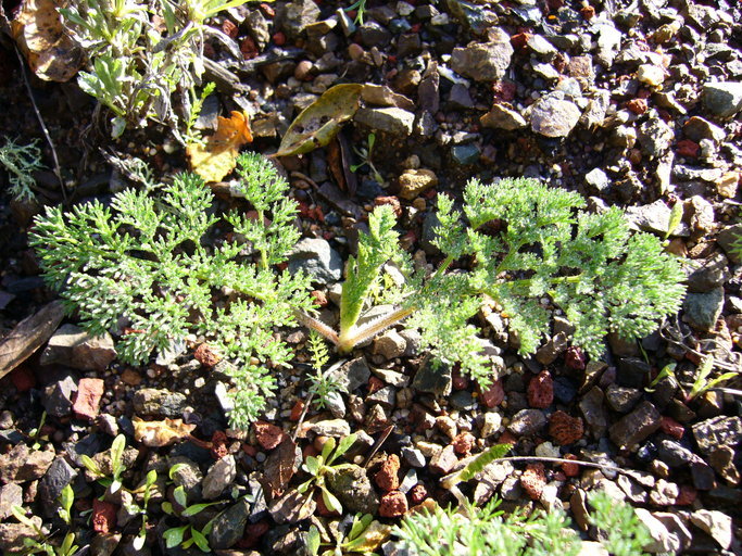 Image of woollyfruit desertparsley