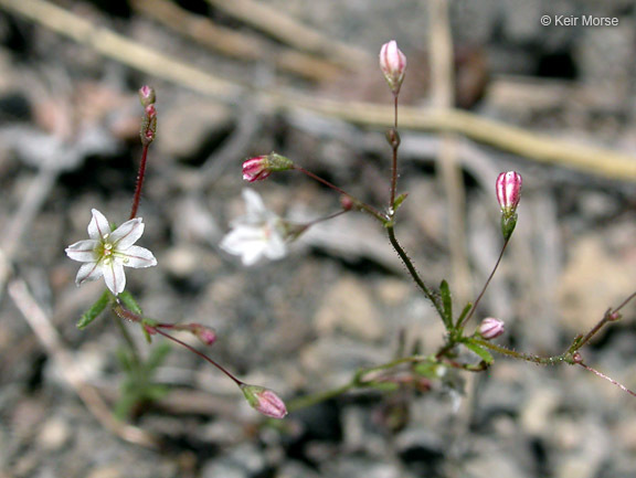 Image of Redding buckwheat