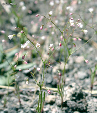 Image of Redding buckwheat