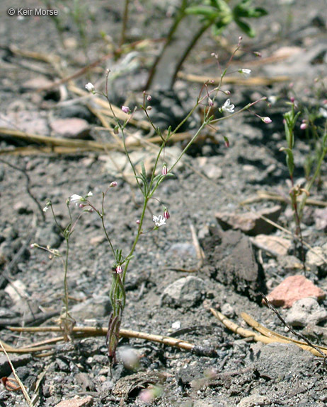 Image of Redding buckwheat