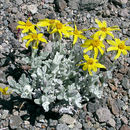 Image of common woolly sunflower