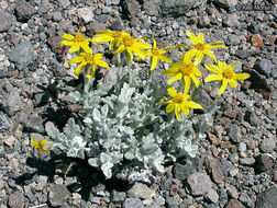 Image of common woolly sunflower