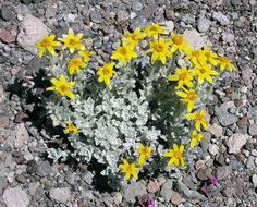 Image of common woolly sunflower